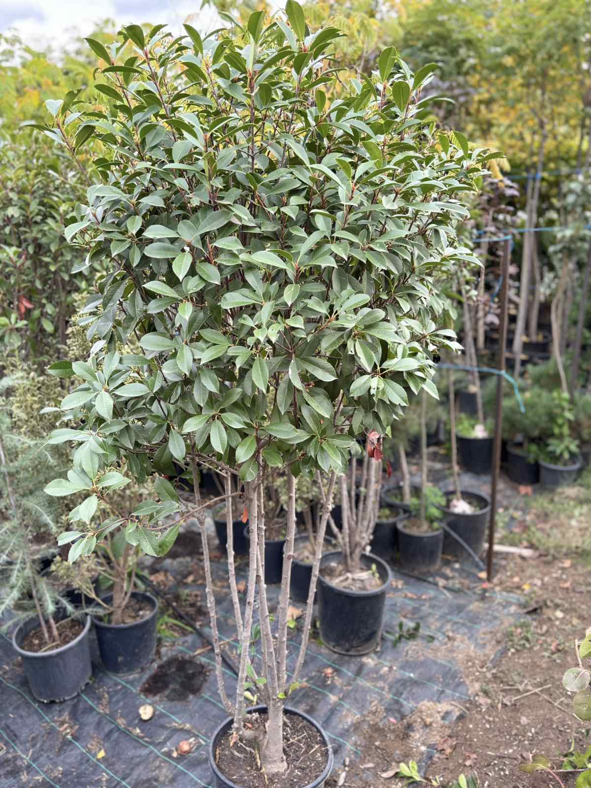Fotinija multistem